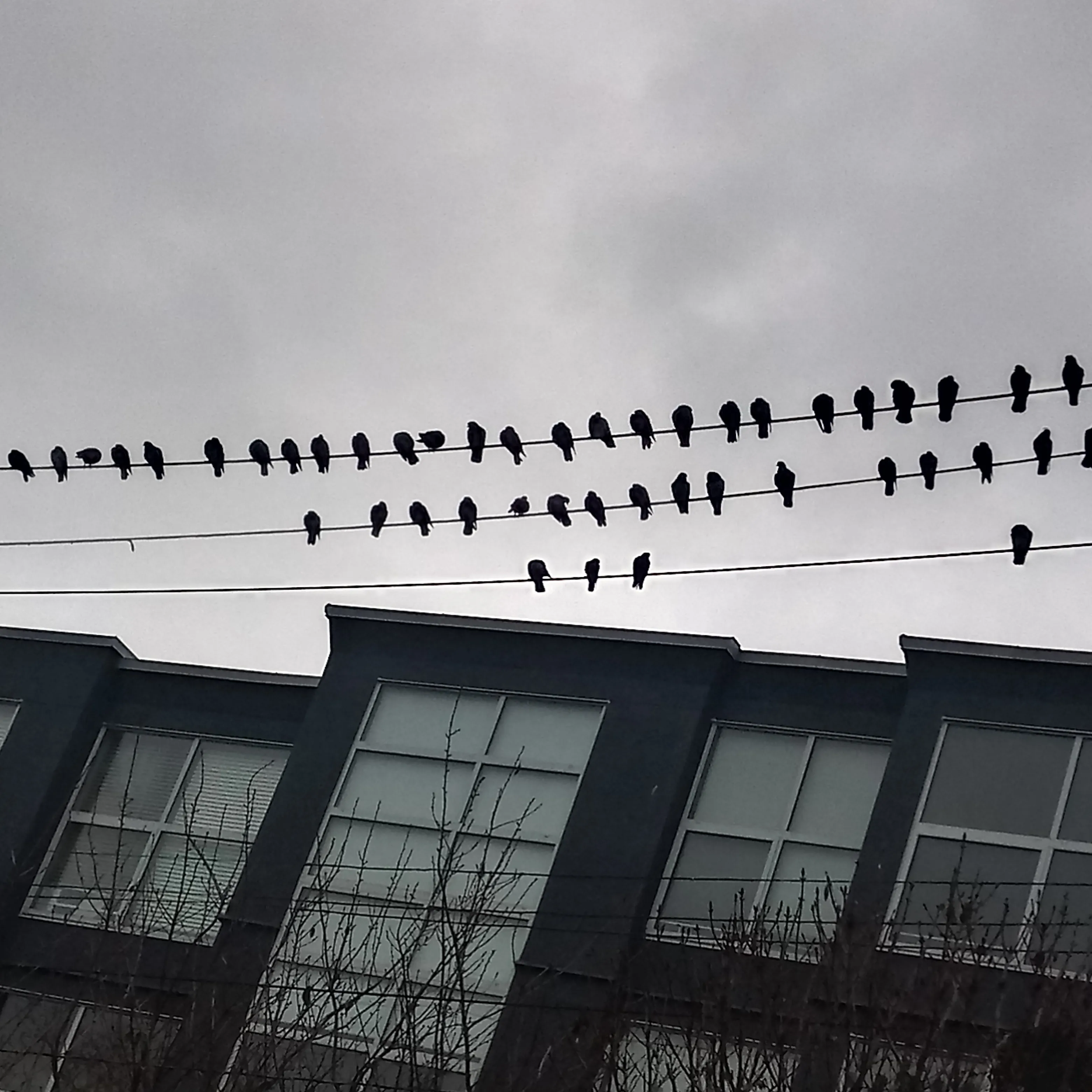 Vancouver Crow Nesting Zone