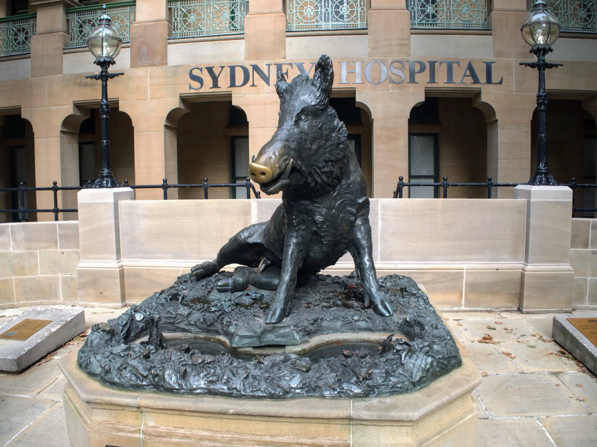 Sydney Hospital's Il Porcellino
