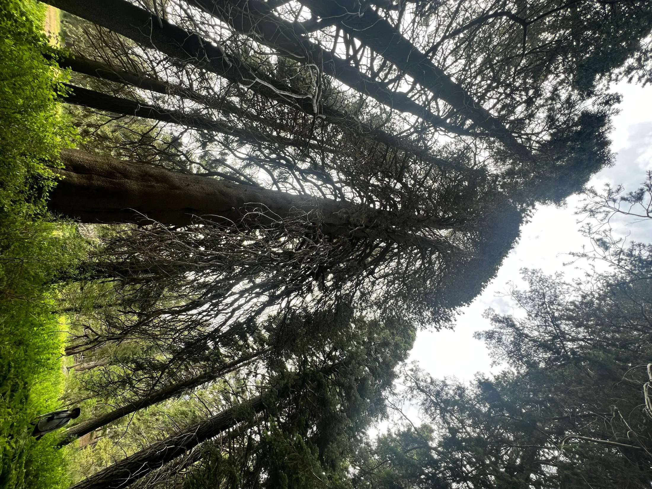 Champion Lodgepole Pine
