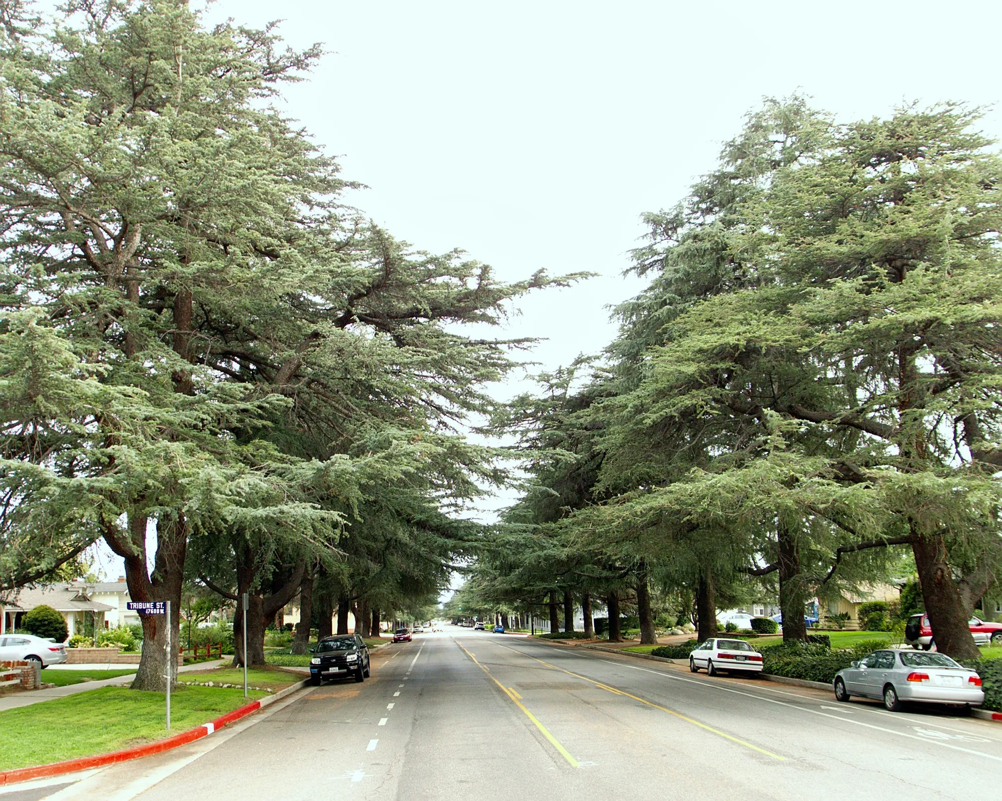 White Oak Avenue