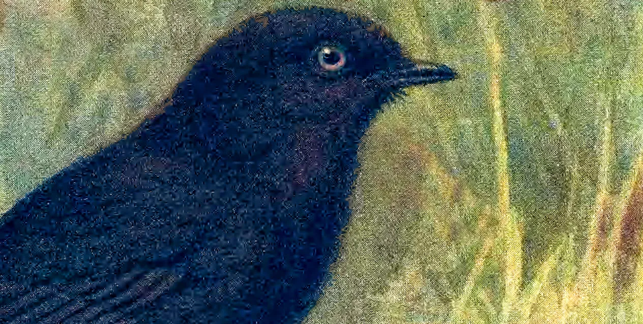 Old Blue