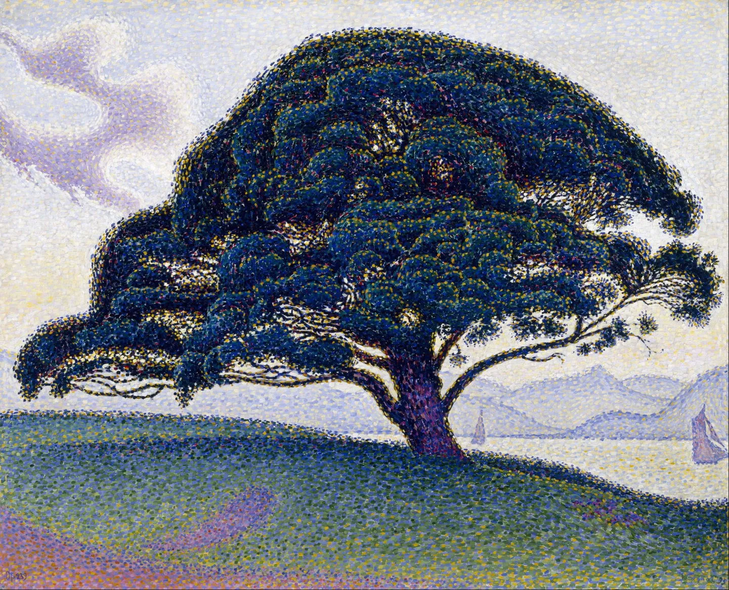 Portraits of Trees: Pine