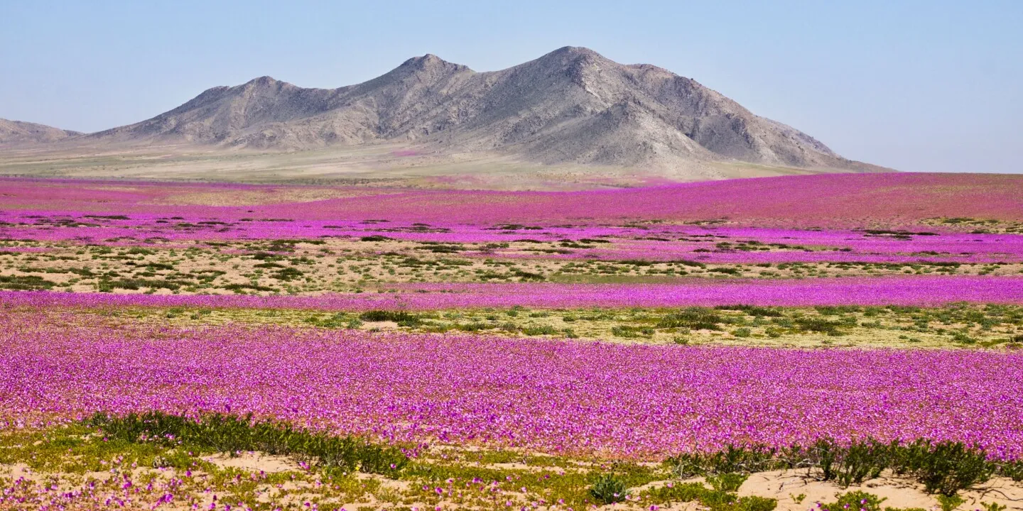 Atacama Desert Superblooms