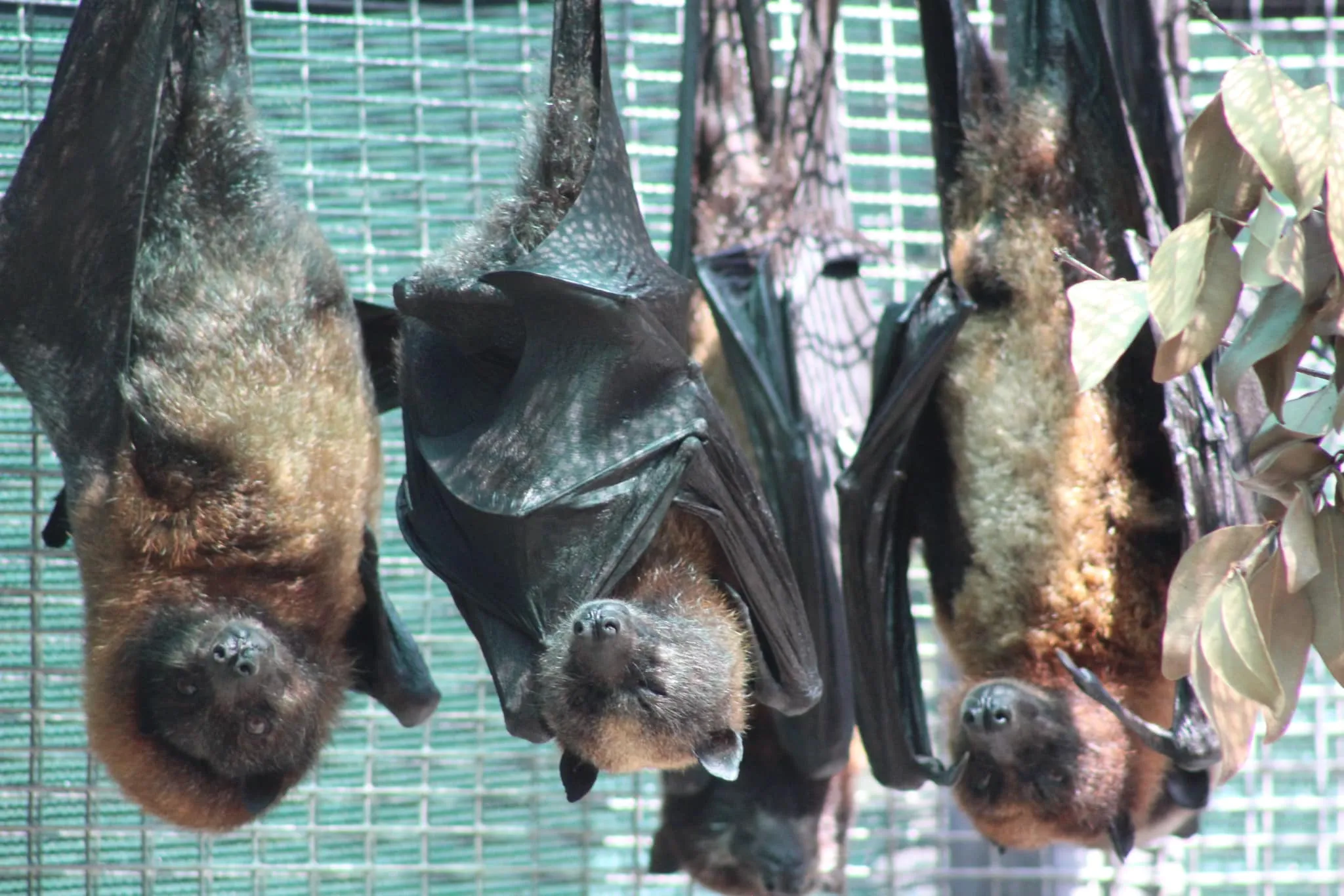 Lubee Bat Conservancy