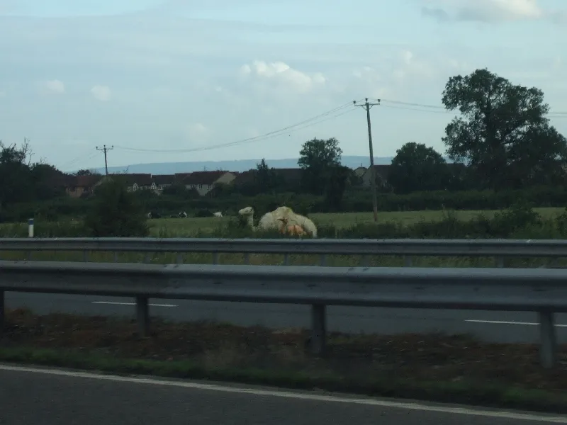 Humphrey the M5 Camel