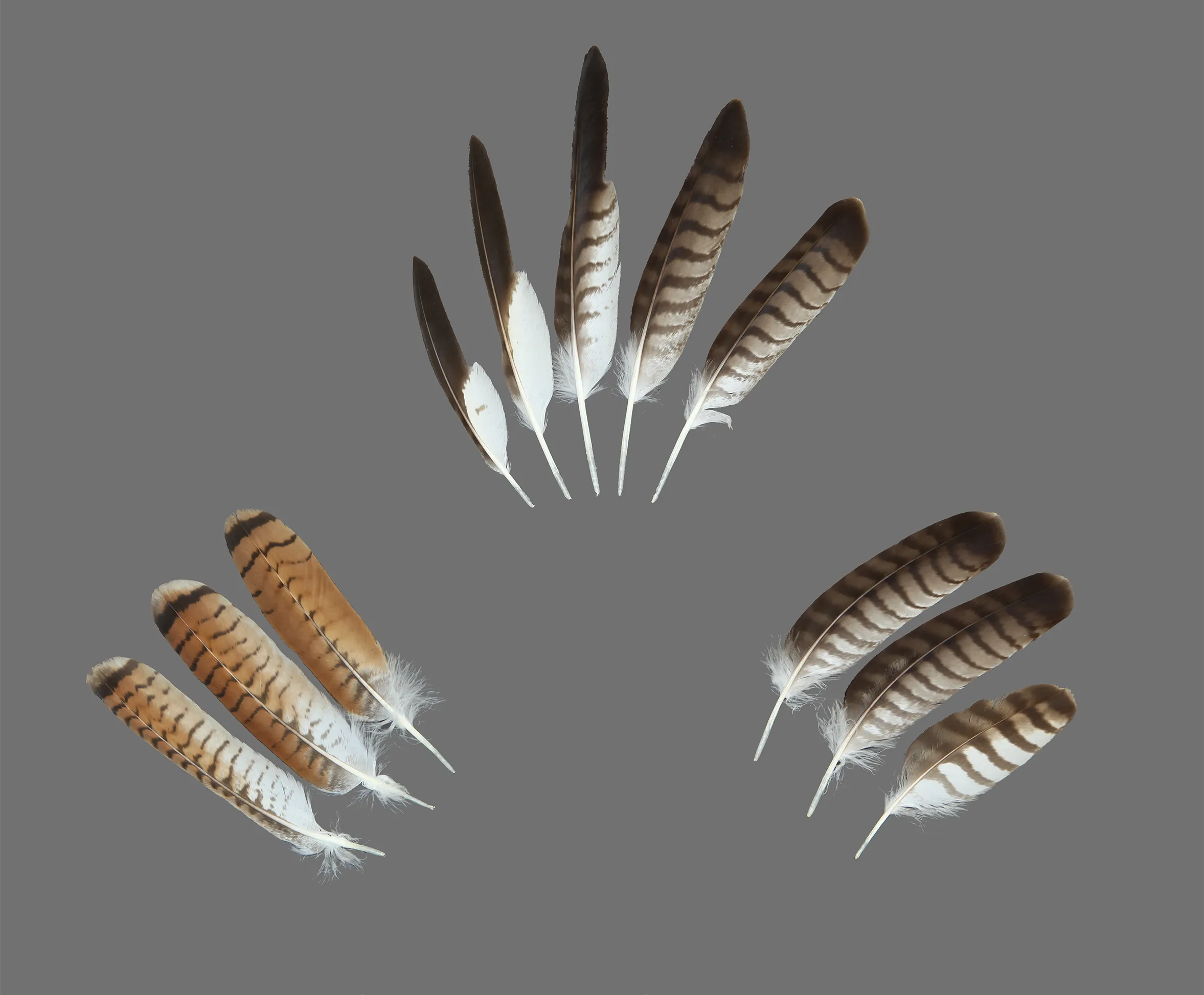 The Feather Atlas: Identify Feather Tool