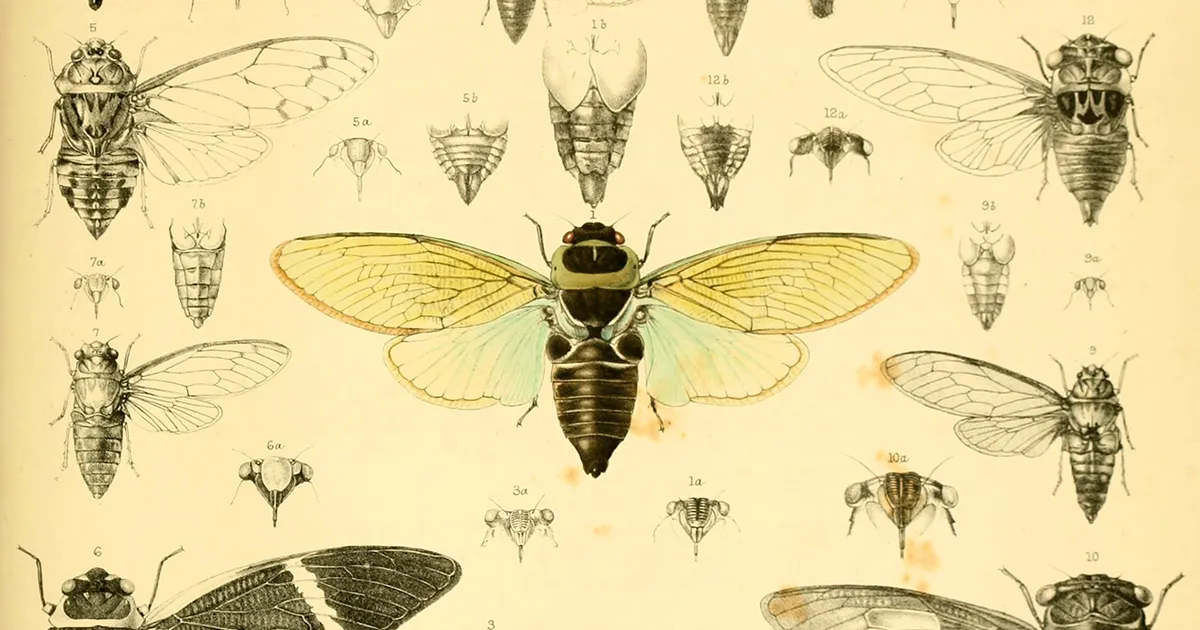 Nature's Oldest Mandolin