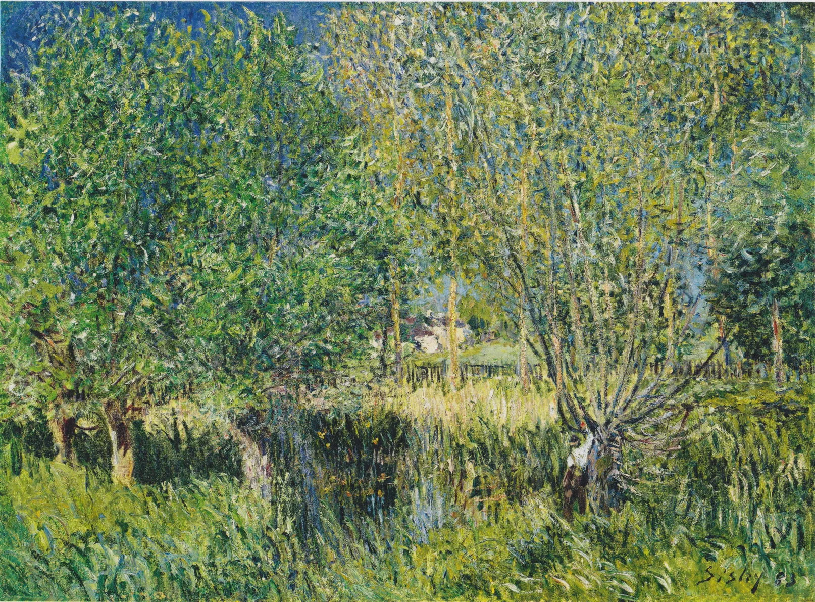 Portraits of Trees: Willow