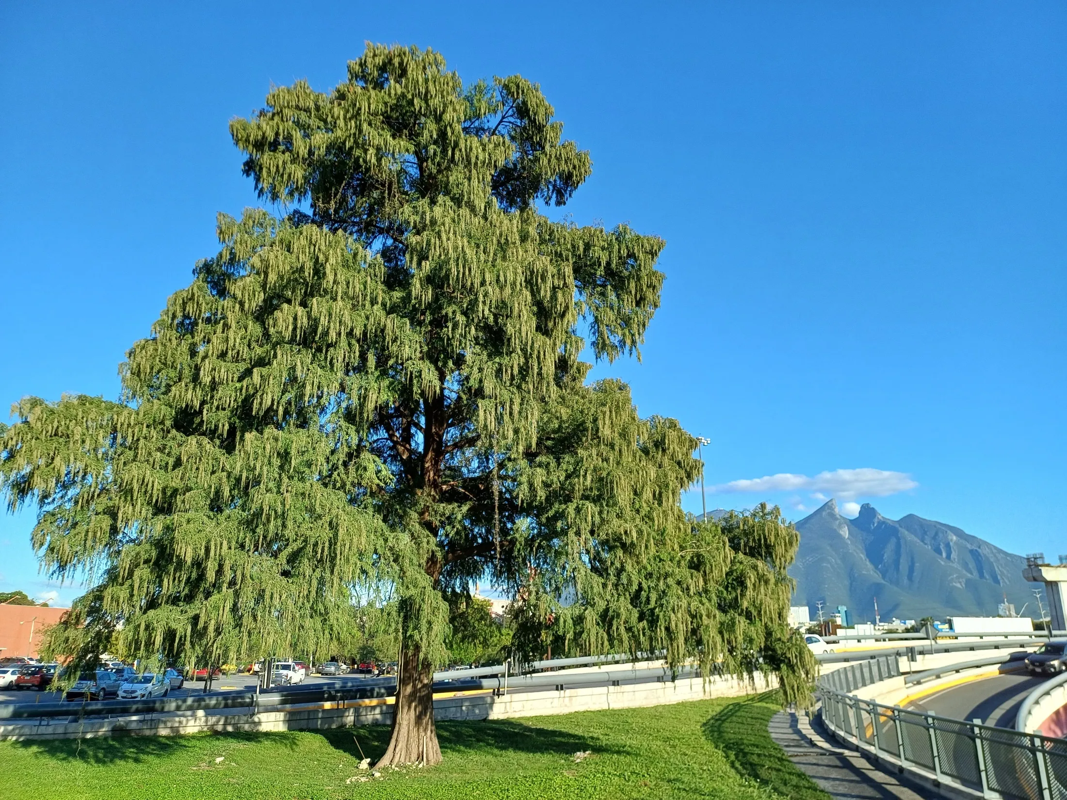 Ahuehuete del Centenario