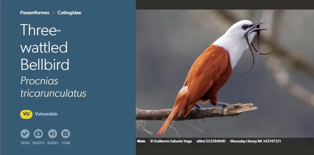 The 100 Greatest Bird Names of All Time