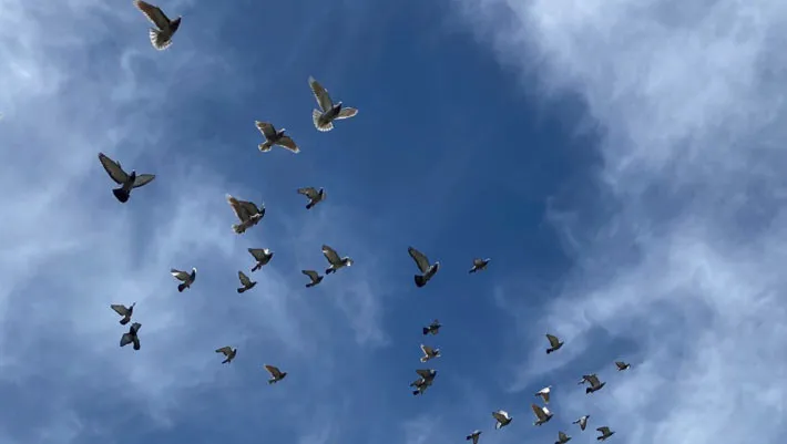 Pigeons Navigate With Their Livers