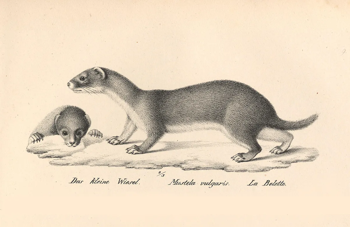 Annie Dillard's "Living Like Weasels"