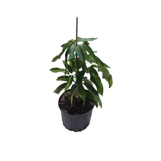 Ice Cream Mango Tree