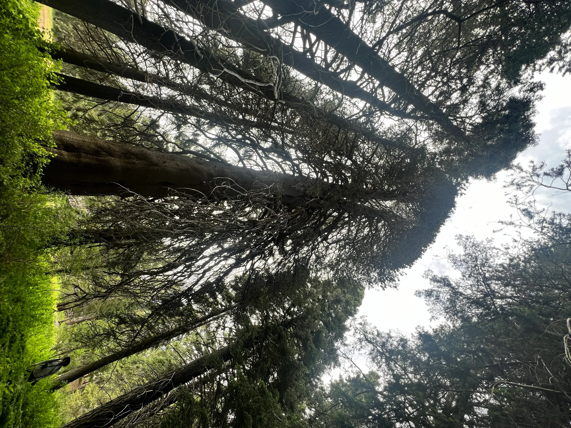 Champion Lodgepole Pine