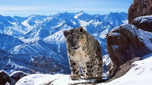Attenborough at 100