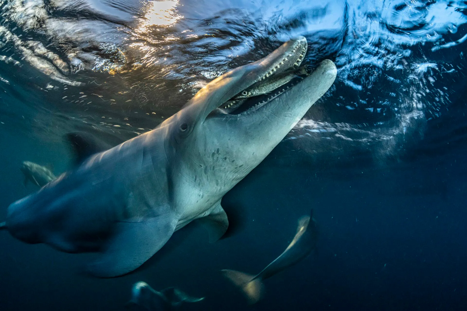 Ocean Photographer of the Year 2026