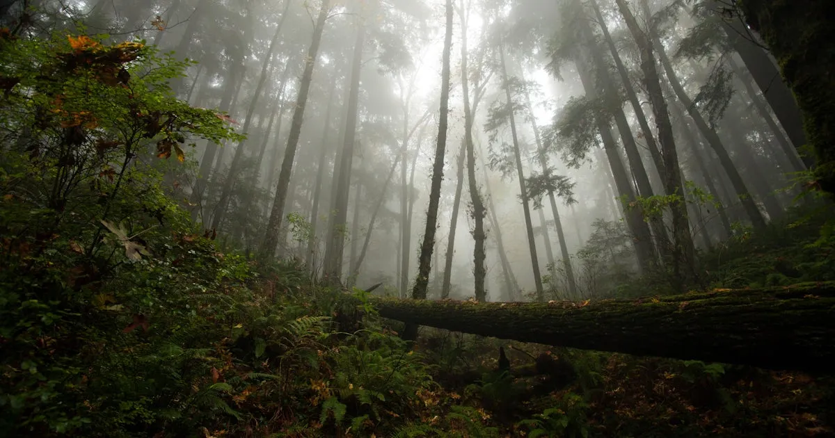 Wildwood Trail, Washington Park