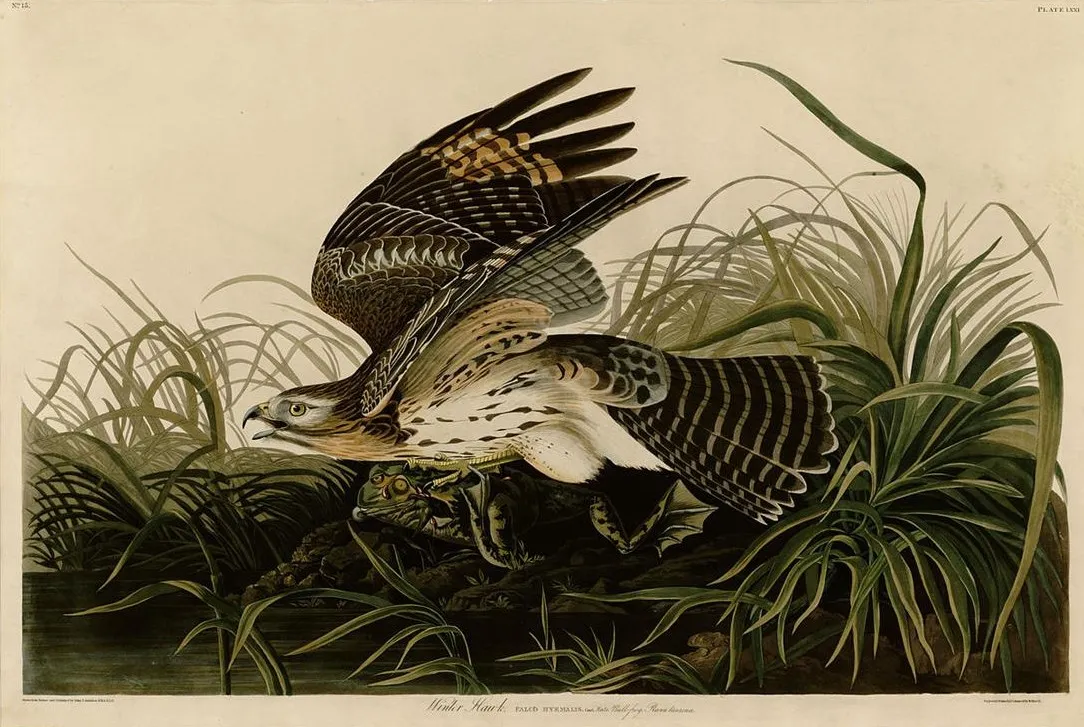 When the bird and the book disagree
