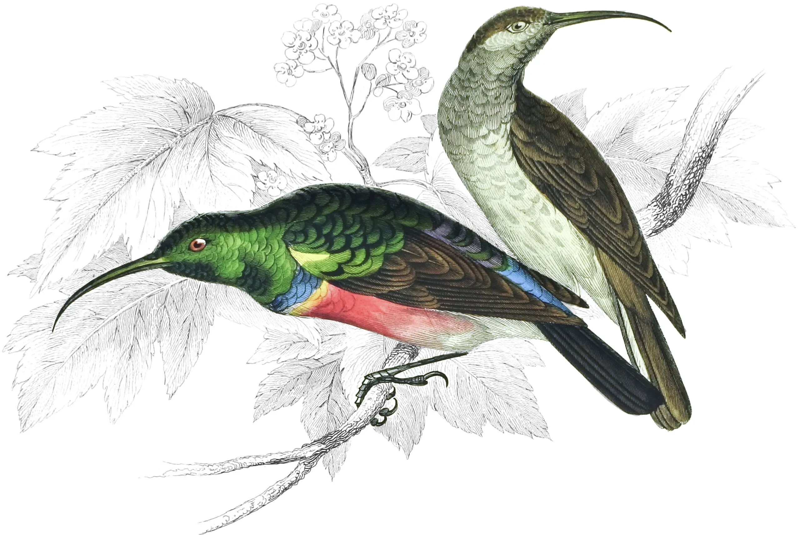 Naturalist's Library Wildlife Illustrations